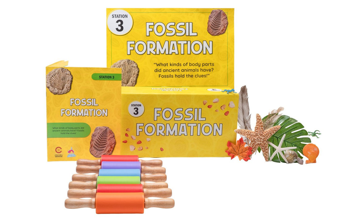 Station 3 Fossil Formation kit: station sign, guide, supply box, rolling pins, shells, starfish, feathers and leaves